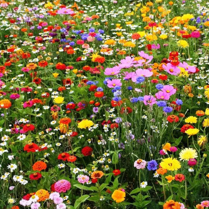 A vibrant wildflower meadow in full bloom with a mix of colourful flowers