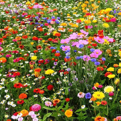 A vibrant wildflower meadow in full bloom with a mix of colourful flowers