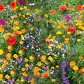 Premium Wildflower Seed Mix 3kg