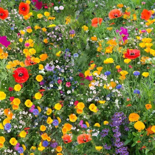 Premium Wildflower Seed Mix 3kg
